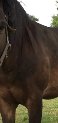 This live wallpaper features a majestic brown horse standing in a lush green field