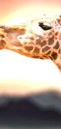 This phone live wallpaper features a fantastic and realistic close-up image of a giraffe in a desert setting, with birds flying in the background