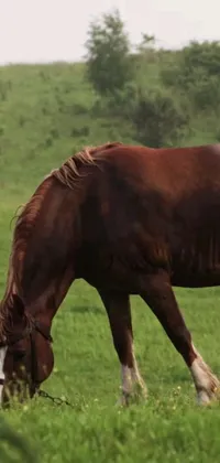 This live phone wallpaper showcases a beautiful brown horse against a lush green field backdrop