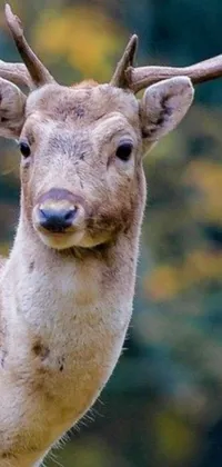 This phone live wallpaper displays a close-up image of a deer, looking directly at the camera