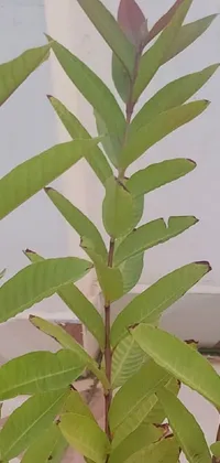 Plant Tree Terrestrial Plant Live Wallpaper