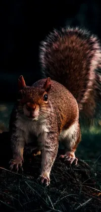 This live phone wallpaper features a cute squirrel standing on a grassy terrain
