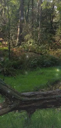 Plant Tree Wood Live Wallpaper