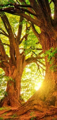 This live wallpaper depicts a digitally rendered tree scene complete with golden hour closeup photo and ancient tawa trees
