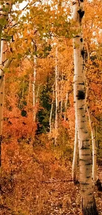 This live wallpaper features a gorgeous group of trees standing in a Utah forest