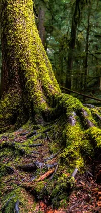Plant Tree Wood Live Wallpaper