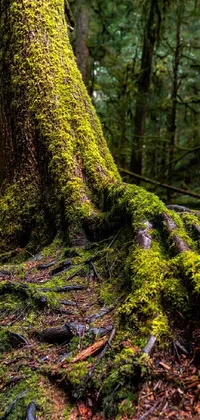 Transform your phone screen into a beautiful forest with this stunning live wallpaper