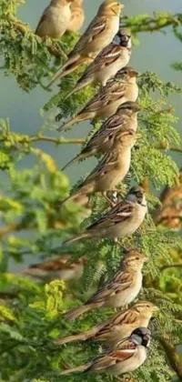 This live phone wallpaper showcases a group of hyperrealistic sparrows perched on a tree with vines and leaves embracing the tree