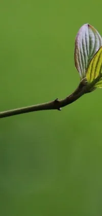 Transform your phone's look with this intriguing live wallpaper featuring a small bird perched on a tree branch