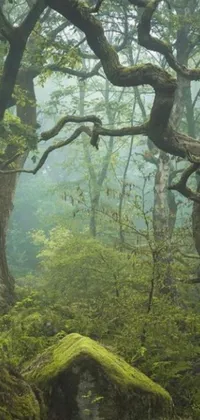 This live wallpaper presents a mystical and breathtaking forest filled with life