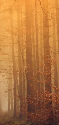 This forest live wallpaper depicts a serene forest with tall trees and warm wood tones