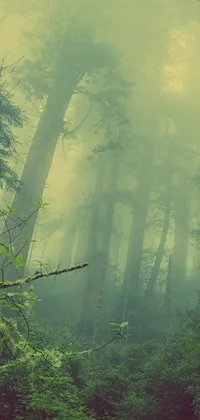 This live wallpaper features a lush forest, filled with green trees, fog, and dust