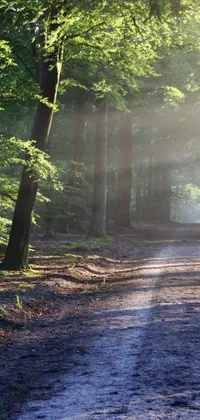This breathtaking live wallpaper captures a serene dirt trail that winds its way through a verdant forest, illuminated by the gentle mid-morning light