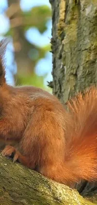 This phone live wallpaper features a close up of a squirrel on a tree branch, with leaves rustling in the wind