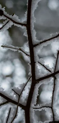 This phone live wallpaper depicts a snow-laden tree in intricate fractal detail