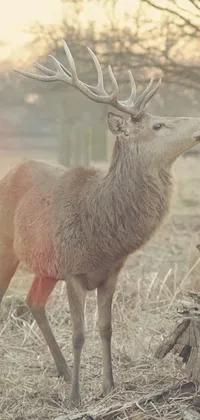 This phone live wallpaper features a captivating depiction of a serene deer in natural habitat