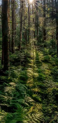 This phone live wallpaper showcases a stunning forest scene captured in Haida Gwaii in 2020