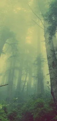 This live wallpaper features a nature-inspired forest with tall trees, romanticism, and a light green mist