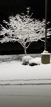 This exquisite live wallpaper features a wintry scene with a snow-covered tree and street light illuminating the darkness