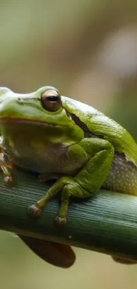 Plant True Frog Frog Live Wallpaper