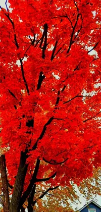 This live phone wallpaper showcases a beautiful image of a red tree in front of a blue house