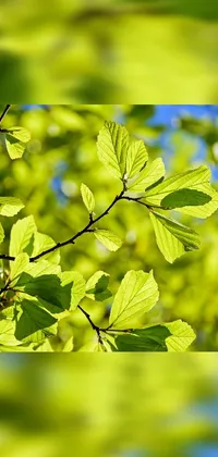 This phone live wallpaper showcases a beautiful, close-up view of a vibrant green tree with leaves gracefully floating in the air