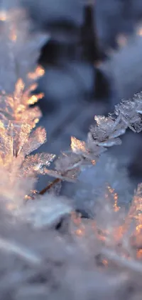 Get mesmerized by the beauty of winter with this stunning phone live wallpaper