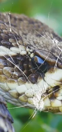 This live wallpaper showcases a highly detailed close-up of a snake's head with spider webs as its backdrop