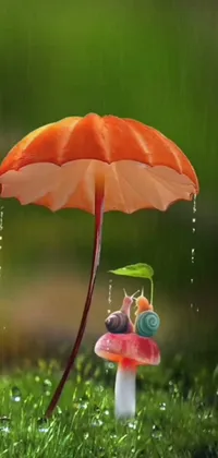 Plant Umbrella Nature Live Wallpaper