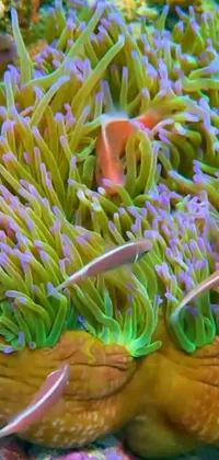 Plant Underwater Organism Live Wallpaper