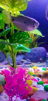Bring the aquatic world to your phone with this stunning fish tank live wallpaper