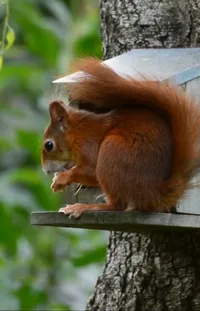 Plant Vertebrate Eurasian Red Squirrel Live Wallpaper