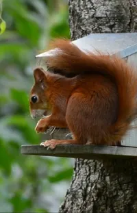 Plant Vertebrate Eurasian Red Squirrel Live Wallpaper