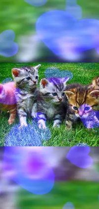 This mobile live wallpaper showcases a group of playful kittens relaxing on a plush green field