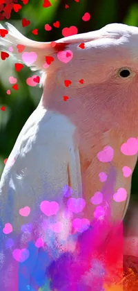 pink parrot Live Wallpaper