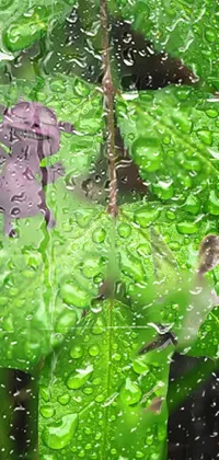 Plant Water Botany Live Wallpaper