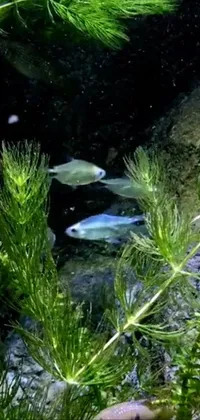 This stunning live wallpaper for your phone features two vibrant fish swimming in a serene blue-green underwater environment