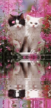 Plant Water Cat Live Wallpaper