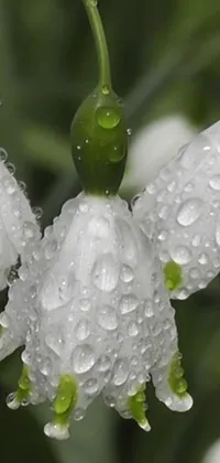 This phone live wallpaper boasts stunning white flowers with detailed water droplets capturing the sunlight