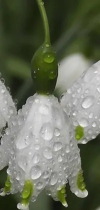 This phone live wallpaper features a serene garden setting with a group of white flowers and water droplets on their petals