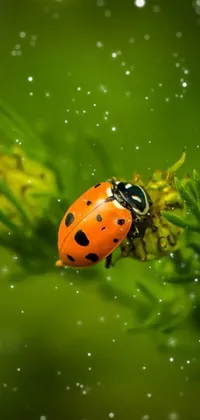 Plant Water Ladybug Live Wallpaper