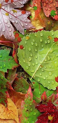 Plant Water Leaf Live Wallpaper