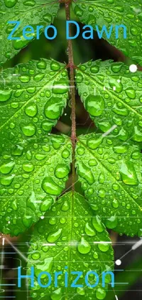 Plant Water Leaf Live Wallpaper