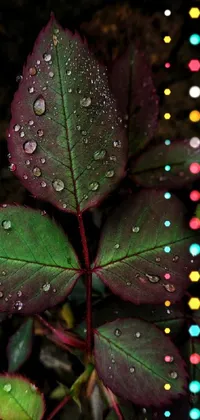 Introducing a stunning phone live wallpaper featuring a close-up of a plant covered in droplets of water