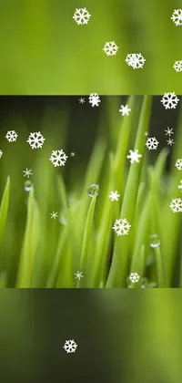 This phone live wallpaper features a stunning landscape of green grass and snowflakes seamlessly blended together by Tadashi Nakayama's artistic creation