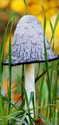 Enjoy the beauty of nature with this stunning phone live wallpaper featuring a close-up of a mushroom in the lush grass