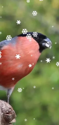 This phone live wallpaper features a stunning bird on a tree stump against a snowy background with vivid red feathers