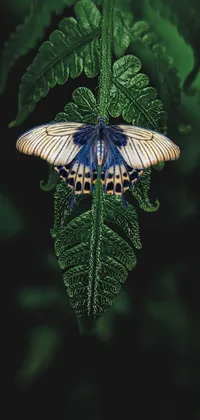 This phone live wallpaper depicts a mesmerizing butterfly perched on a green leaf amidst a lavish fern