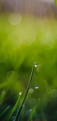 This phone live wallpaper features a close-up of water droplets on a green blade of grass in the sunlight