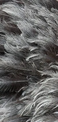 Enhance your phone with an amazing live wallpaper of an ostrich's feathers! The wallpaper displays an up-close view of mixed chicken and black ostrich feathers, creating an elegant contrast of light and dark tones on your screen